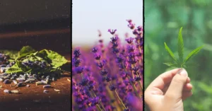 CBD Gummies Ingredients