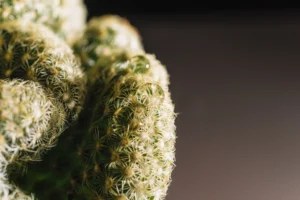 THCa flower raw form 