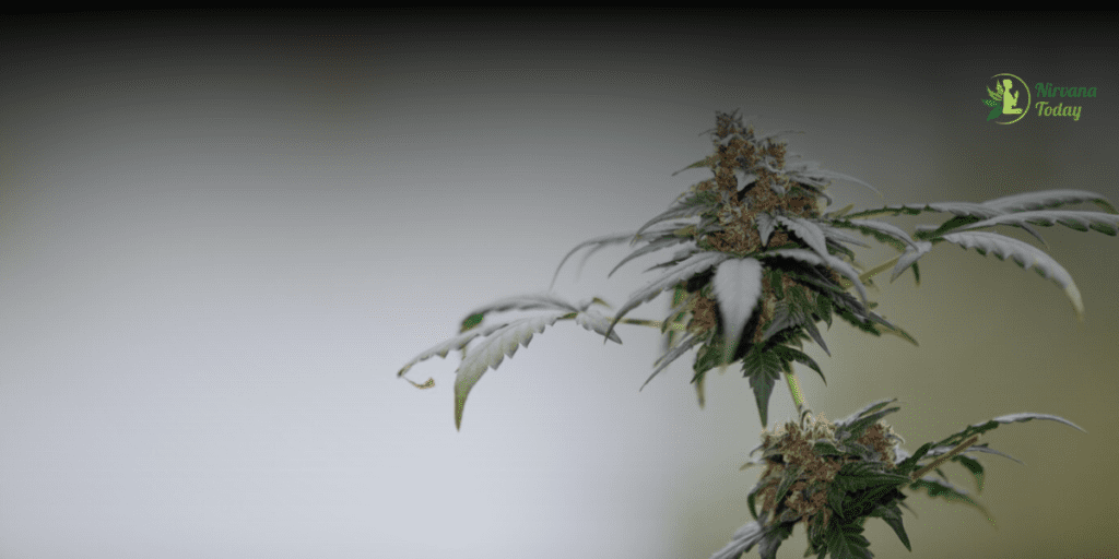 Top THCa Flower Strains