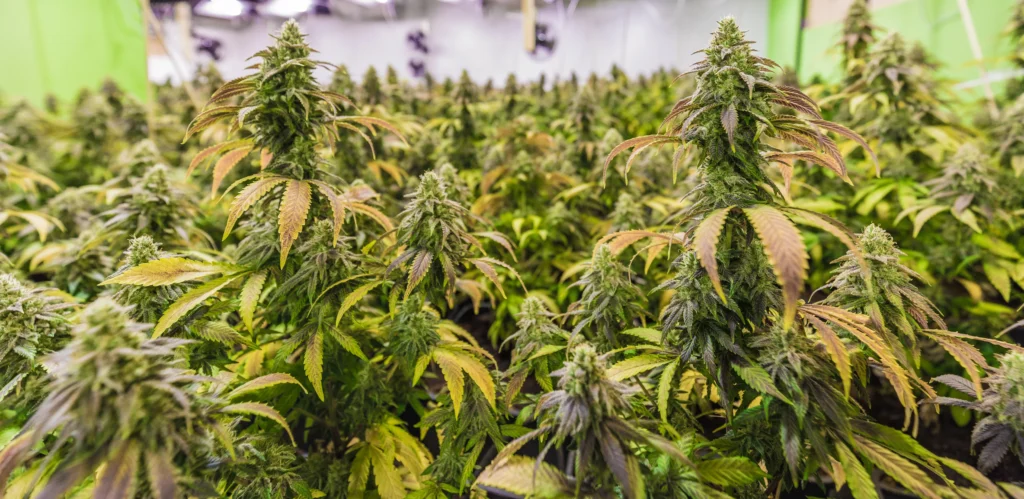 Full spectrum vs broad spectrum CBD