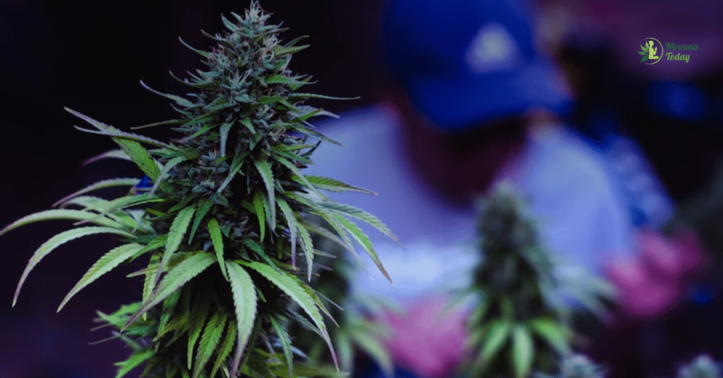 THCA Flower Premium Strains