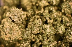THCa flower in Bulk