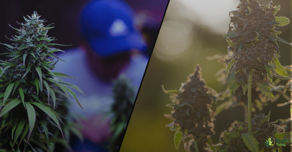 THCA Flower vs. THC Flower