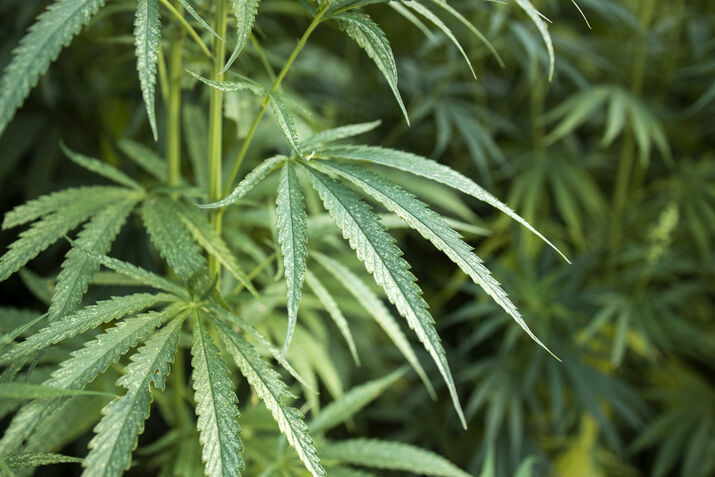 Marijuana Plant