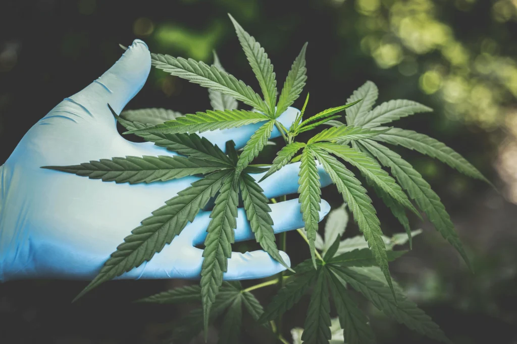 Buying kratom powder online safely