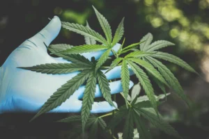 Hemp Leaves for Delta-8 Extraction