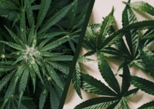 Delta-8 vs Weed