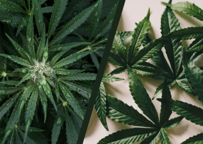 Full spectrum CBD capsules with Delta 8 capsules and CBD sleep capsules for anxiety relief, better sleep, and improved focus.