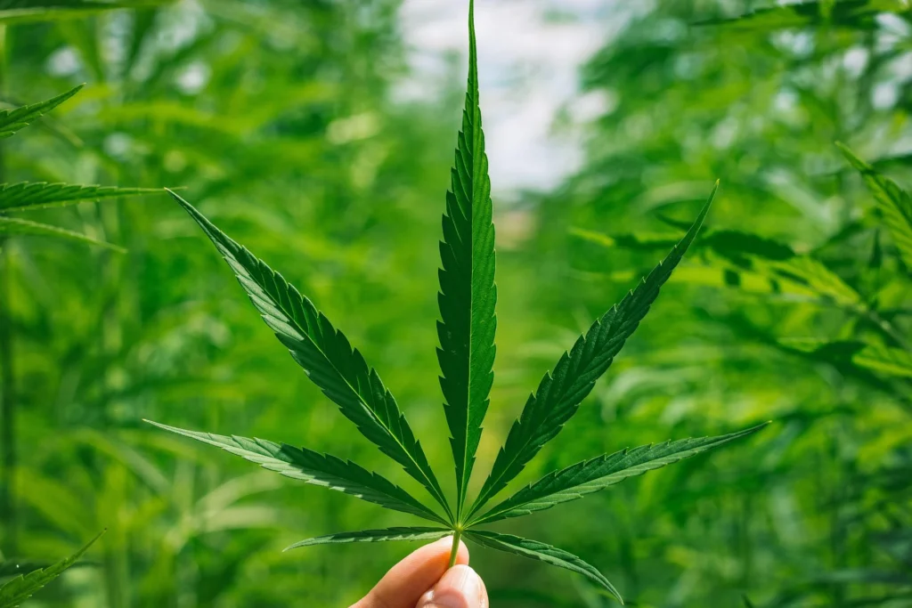 Best kratom powder for anxiety and stress relief