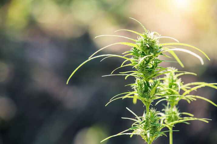 Cannibis Plant for Delta 8 THC Extraction