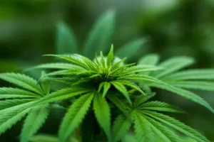 Marijuana plant used for delta-9 thc