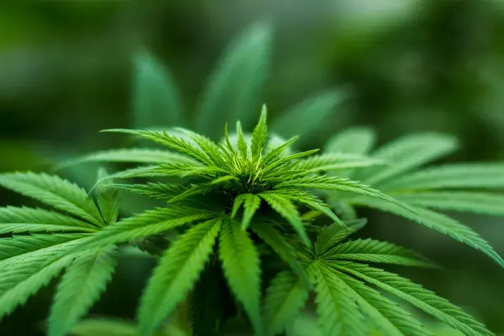 Marijuana plant used for delta-9 thc