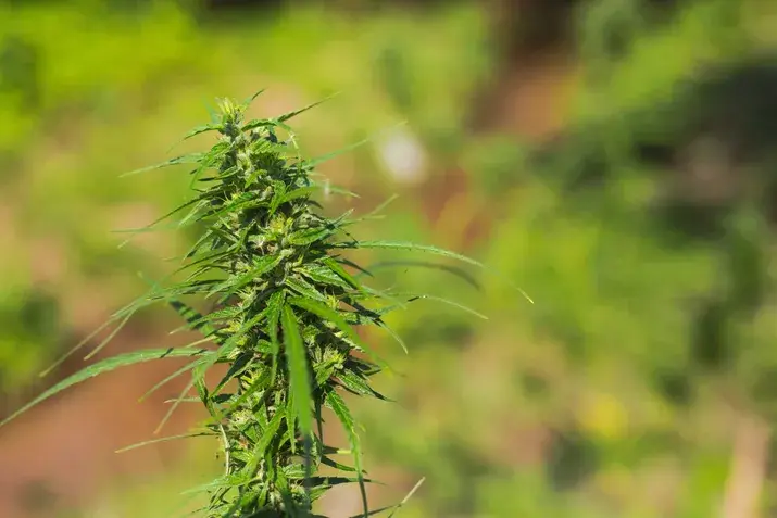 marijuana plant to extract delta 8 thc