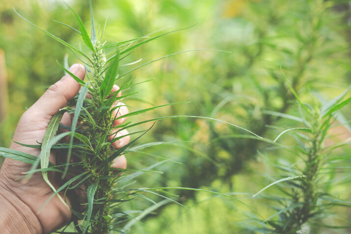 marijuana plant for delta-8 extraction